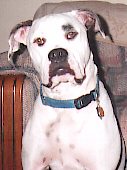 Bailey's Casper HOTC CDX, CGC, FMX