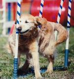 Prince Connor of Sandyhill UD, MX, MXJ