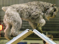 Ch. Thorcourt's Dixieland Destiny OAP, NJP