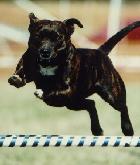MACH2 TRAGOB Princess Diva UD