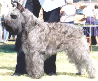 Ch. Dixie the Gray Ghost UD, TD, TT, TDI
