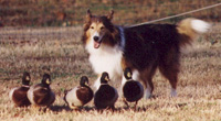 McDuff of Deveron CDX, AX, AXJ (Duffy)