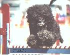 Ch. Aabest Rock of Gibraltar CD, AX, OAJ