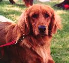 Brenda's Little Bit of Honey CDX, AX