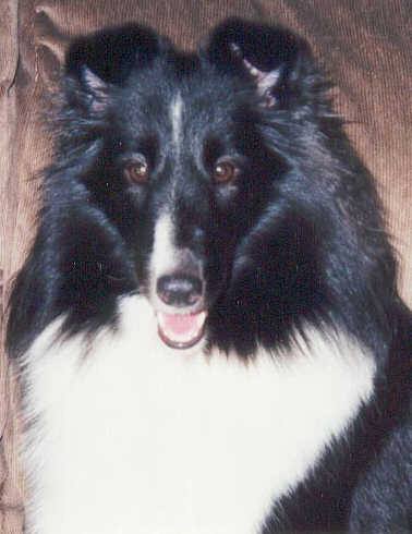 Himark's Chase N Fame CDX (Jet)