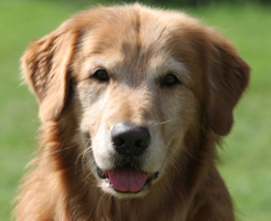 MACH4 Breezie Micah's Masterpiece
