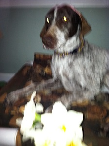 Mariad's Gulf Breeze CDX (Ripley)