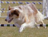 Aussie NA, NAJ, CGC