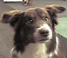 Skye's Rumor Has It CDX, CGC (Rue)