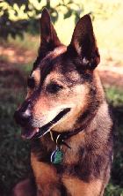 Rusty AMBOR CDX, CGC