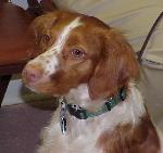 Sadie CD, CGC