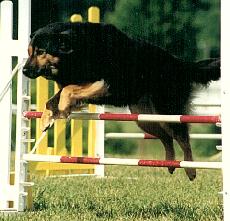 Sheba NAC-V, PD I, CGC