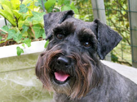 Colby