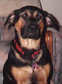 Lady Lucy Goosey HOTC CD, CGC, FDCh