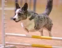 Cavall Regent Dixie Blues OAP, AJP, CGC, TDI