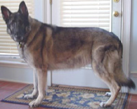Shenandoah Morning Star Grace CGC, TDI
