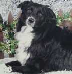 Braveheart's Bonnie Be Good CDX, RN, MX, MXJ, FD, CGC