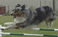 Alibi's Sirius Beyond Chance UD, RE, MX, MXJ, NAC, NGC, FMX