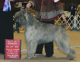 GCH Ch. Valkin's Blue Chimay Can TD, HIC