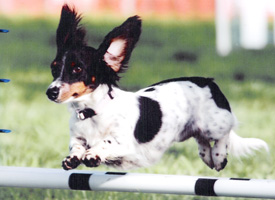 Cassie of Cotton Meadows LH CD, RE, MX, MXJ, OF