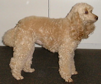 Orangecrest Queen Sheba CDX