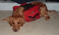 Holly CGC