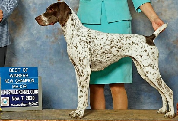CH MACH2 Yellow Rose's Ballroom Blitz CDX BN RAE MX MXJ MXG MJG2 PJS MFG TQX T2B5 CGC TKN DME DE MC