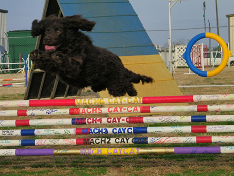 MACH6 California Regal Cacao Dianne UDX5 VER RE MXC2 MJC2 MXF T2B THD CGC