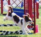Wye's Darlin Chelsea AX, AXJ, CGC