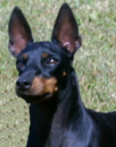 Ch., MACH Kc's Little Prissy Girl CD, NAC, CGC