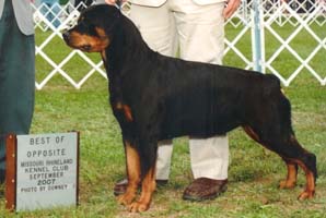 Ch. SHAMRK's Miss Congeniality CDX, RE, AX, AXJ, CGC